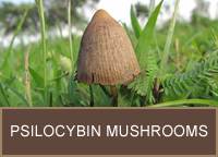 Psilocybin Mushrooms